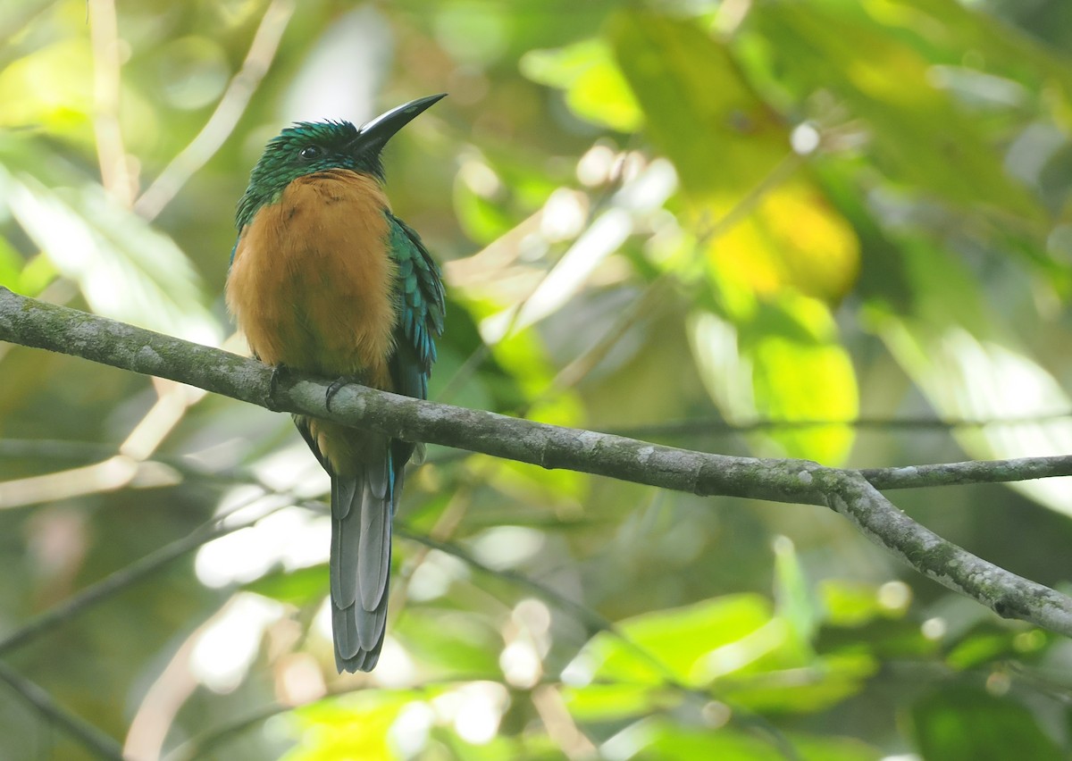 Great Jacamar - ML646117576