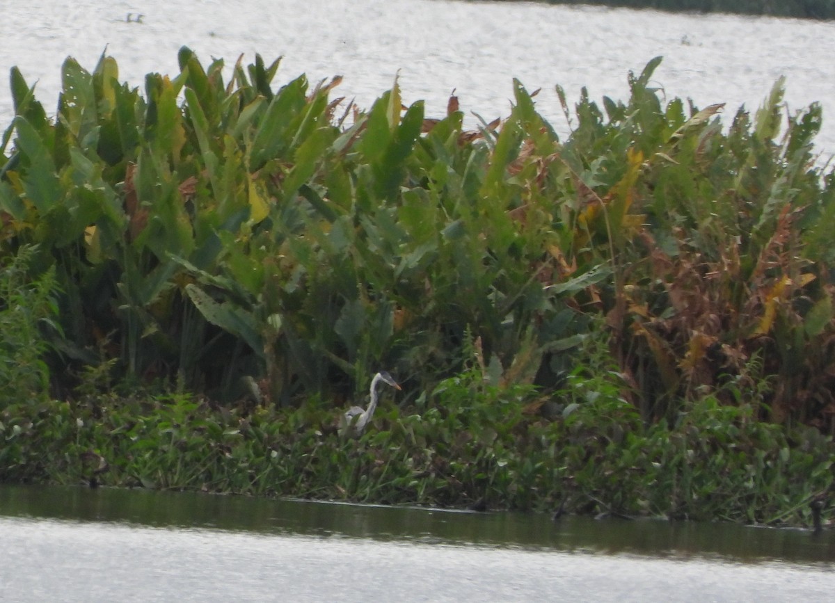 Tricolored Heron - ML646117578