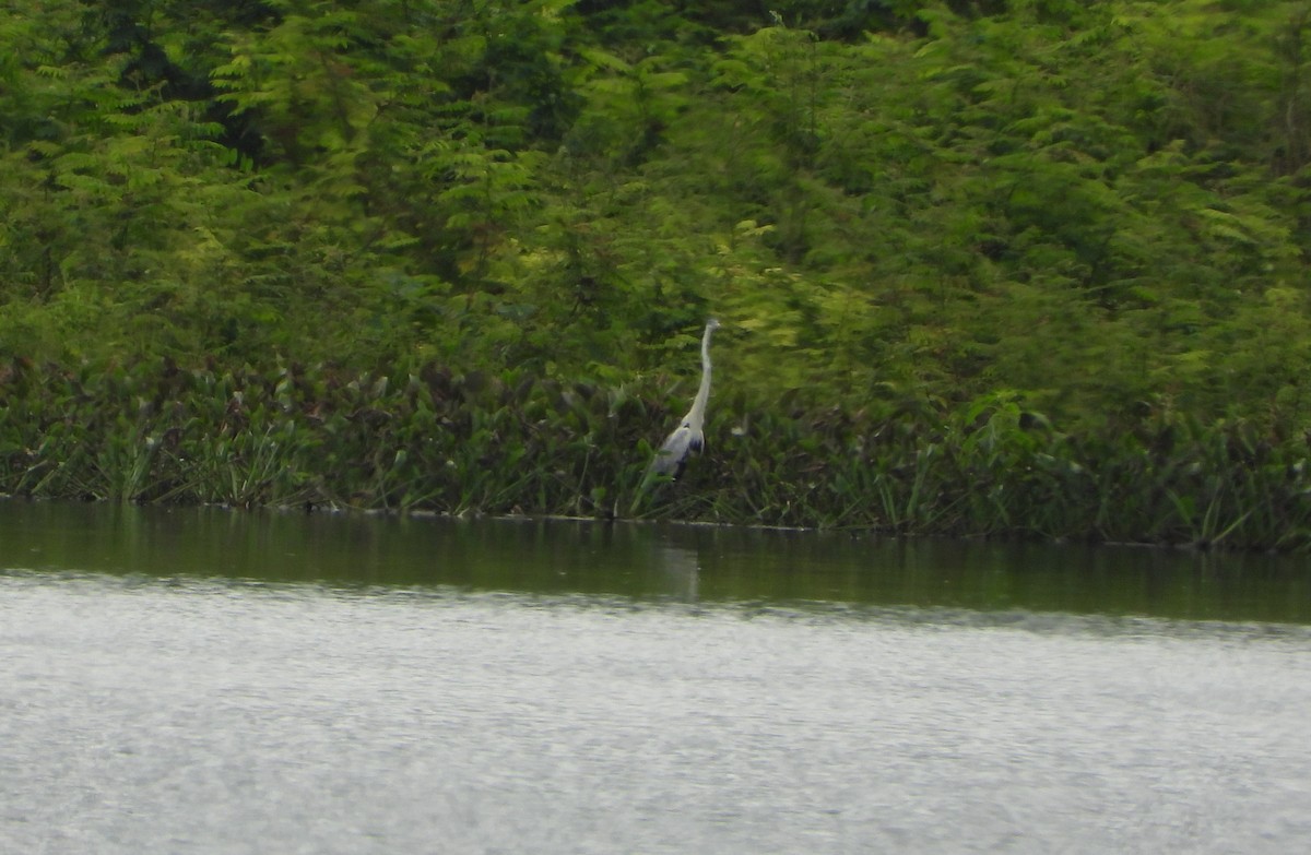 Tricolored Heron - ML646117579