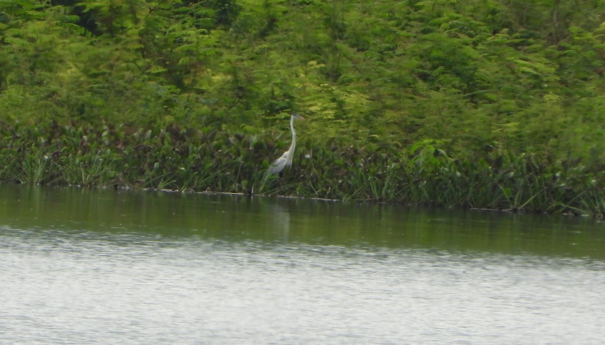 Tricolored Heron - ML646117580