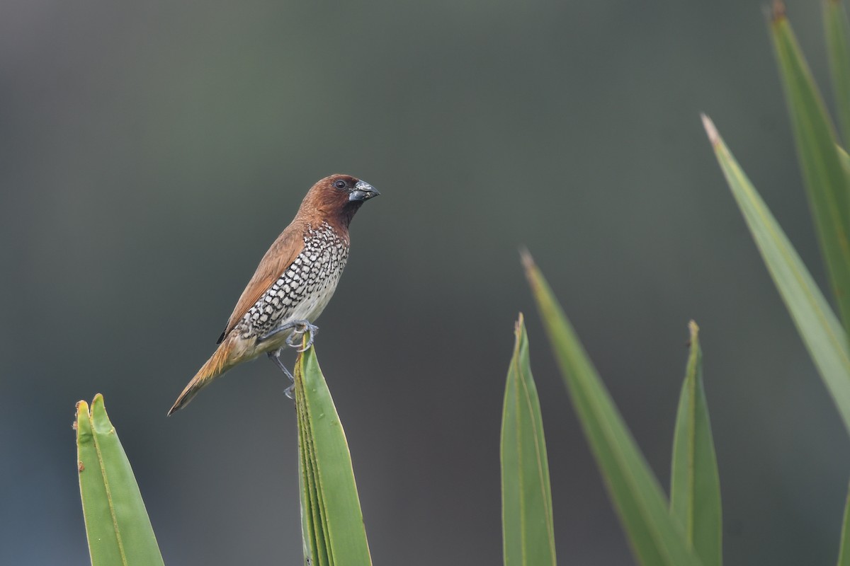 muskatnonne - ML646117581