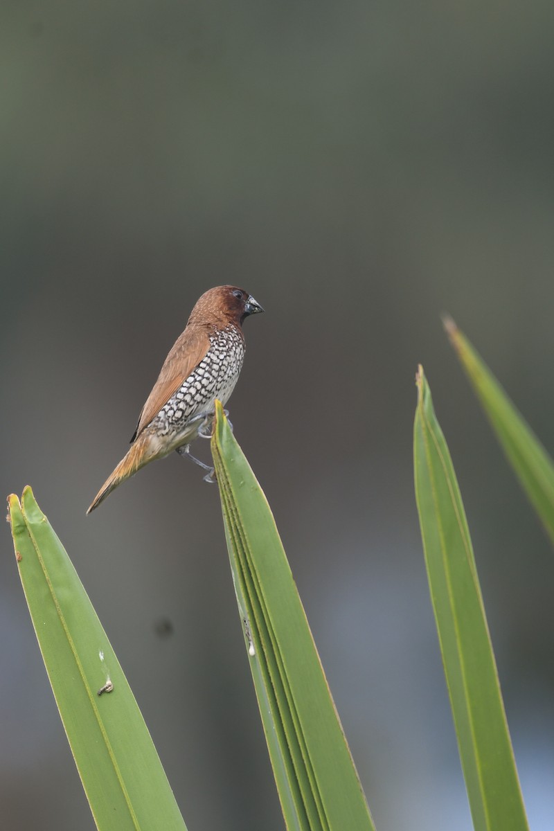 muskatnonne - ML646117582