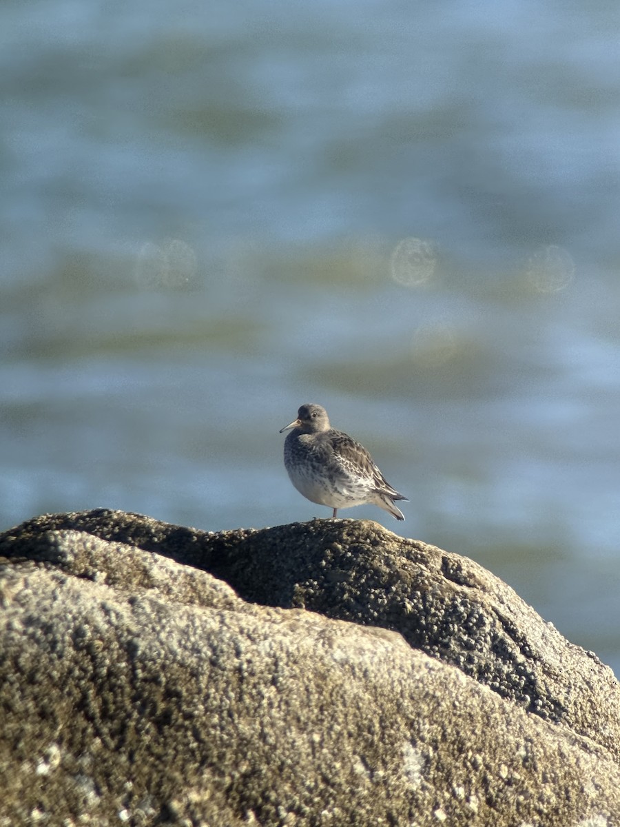 Purple Sandpiper - ML646117583