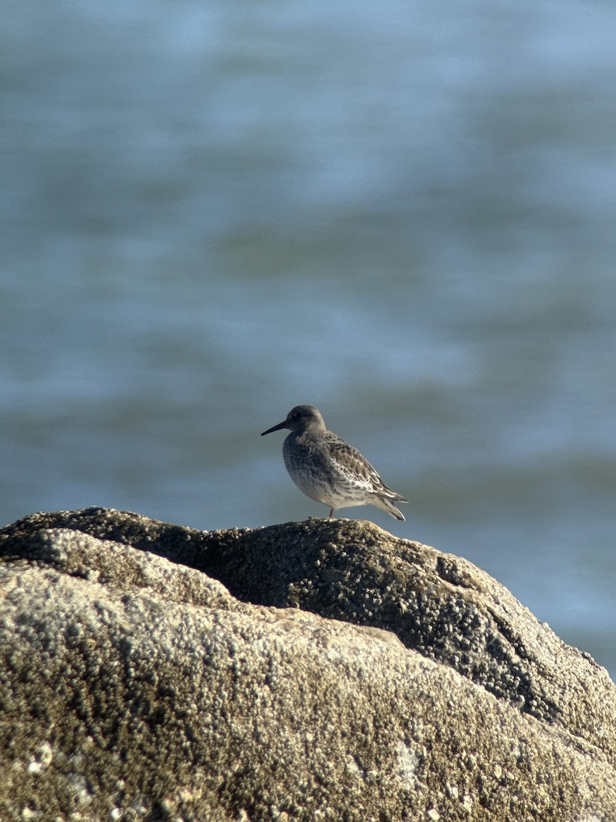 Purple Sandpiper - ML646117584