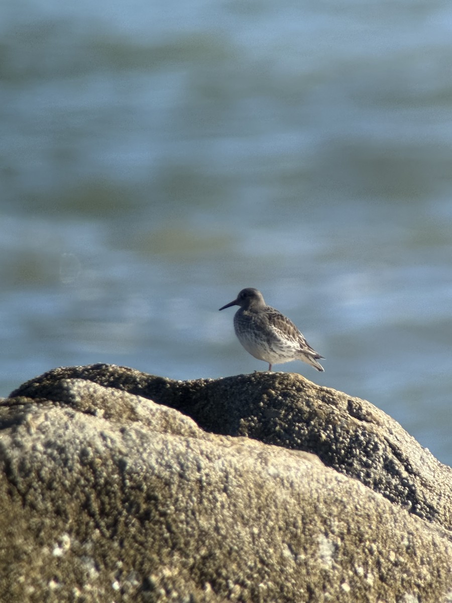 Purple Sandpiper - ML646117585