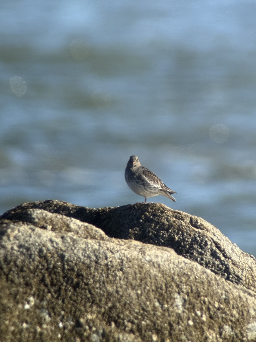 Purple Sandpiper - ML646117586