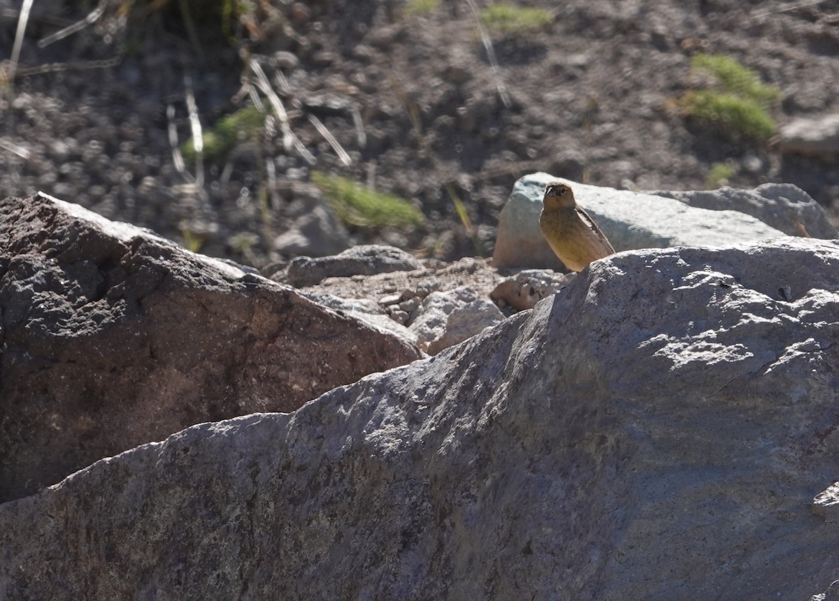 Greater Yellow-Finch - ML646117591