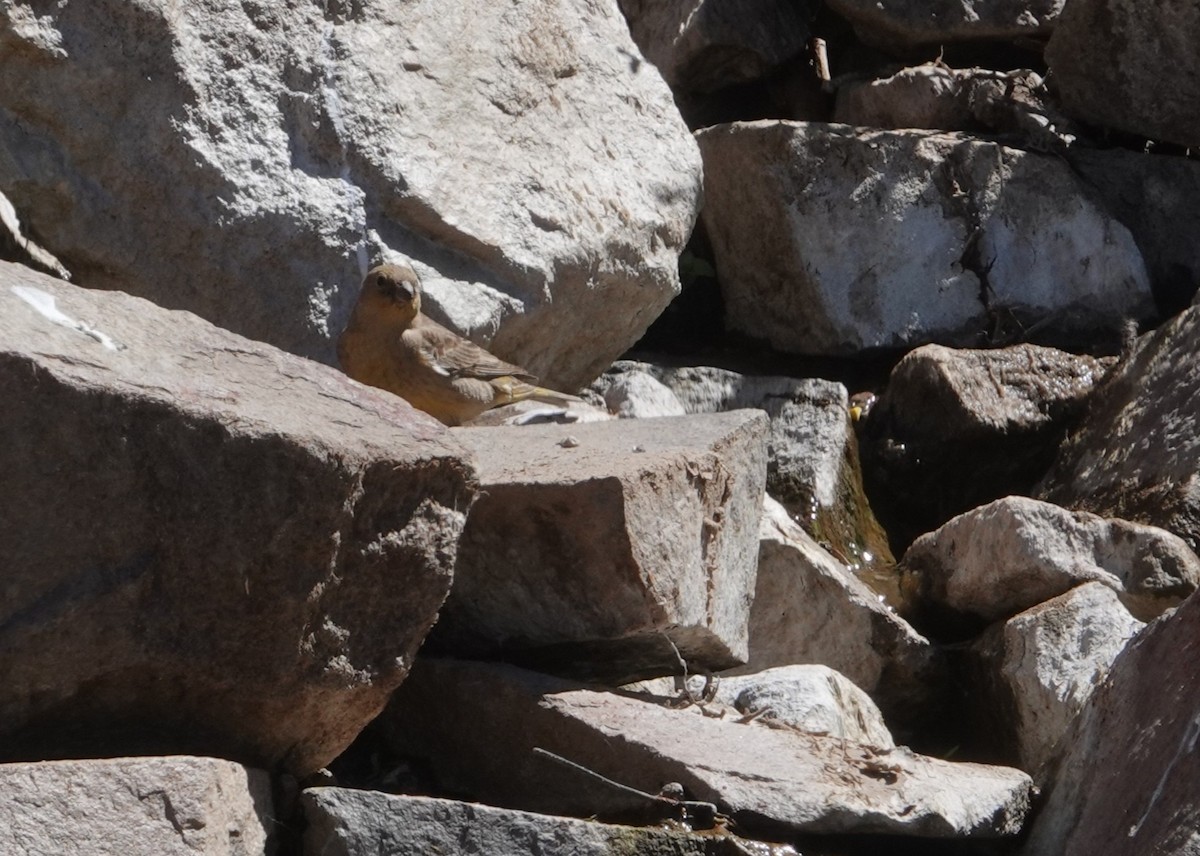 Greater Yellow-Finch - ML646117592