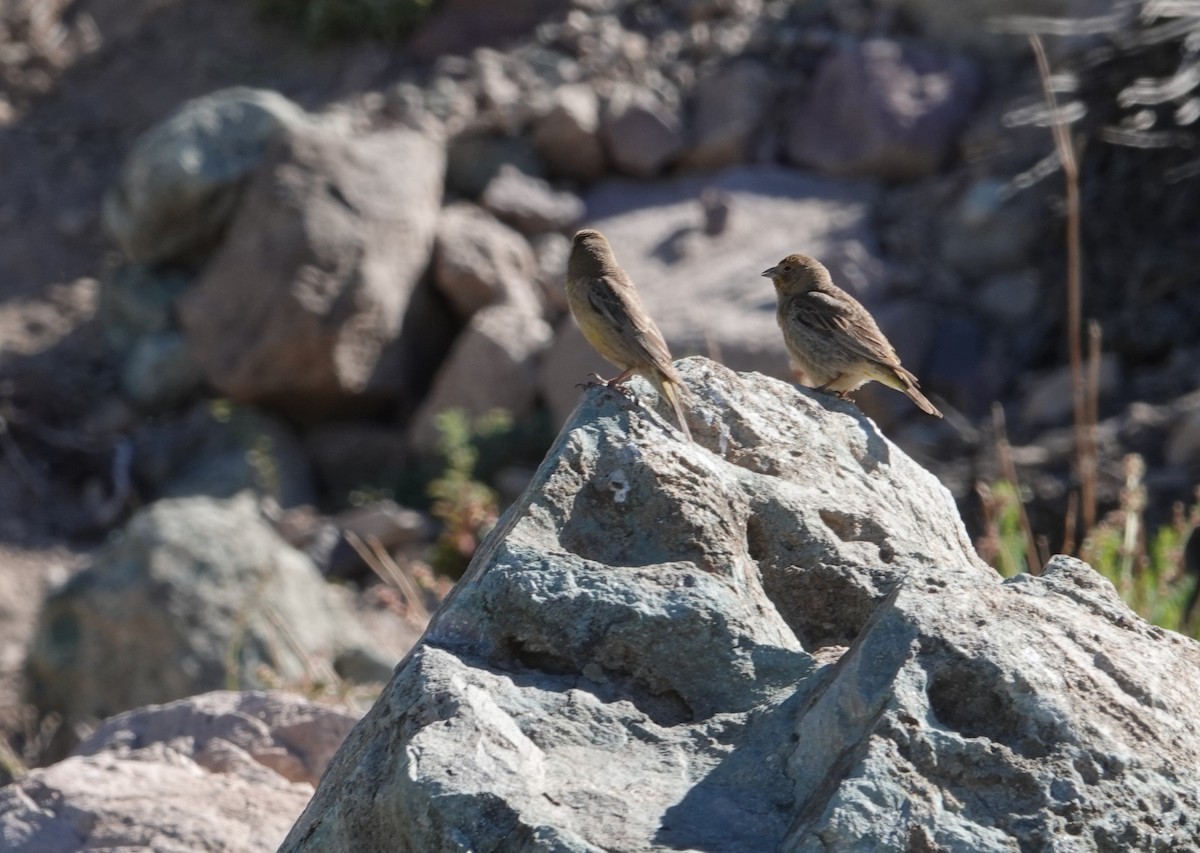 Greater Yellow-Finch - ML646117593