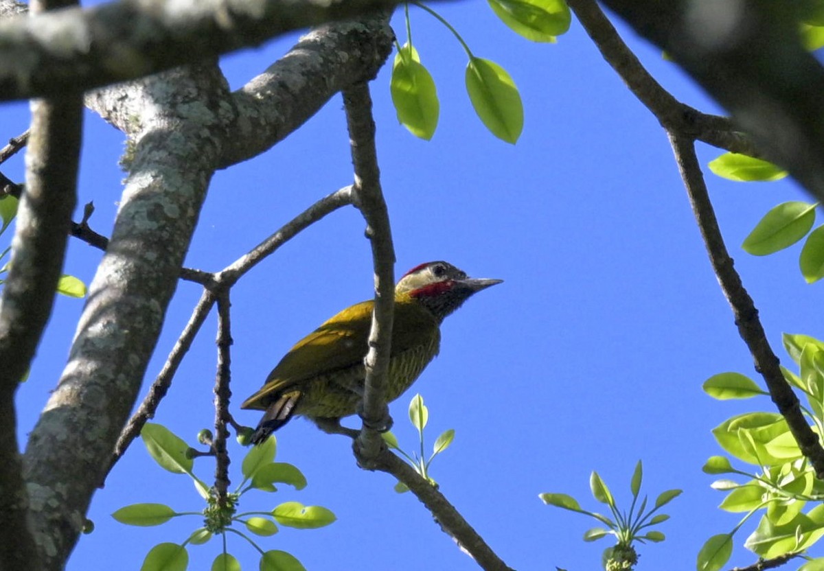 Golden-olive Woodpecker - ML646117595