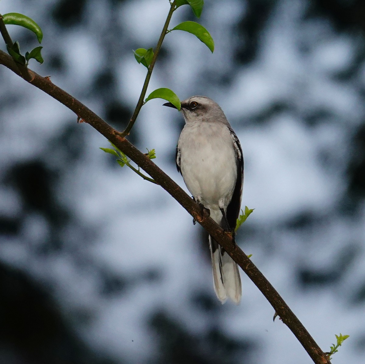 Tropikal Taklitçi - ML646117596