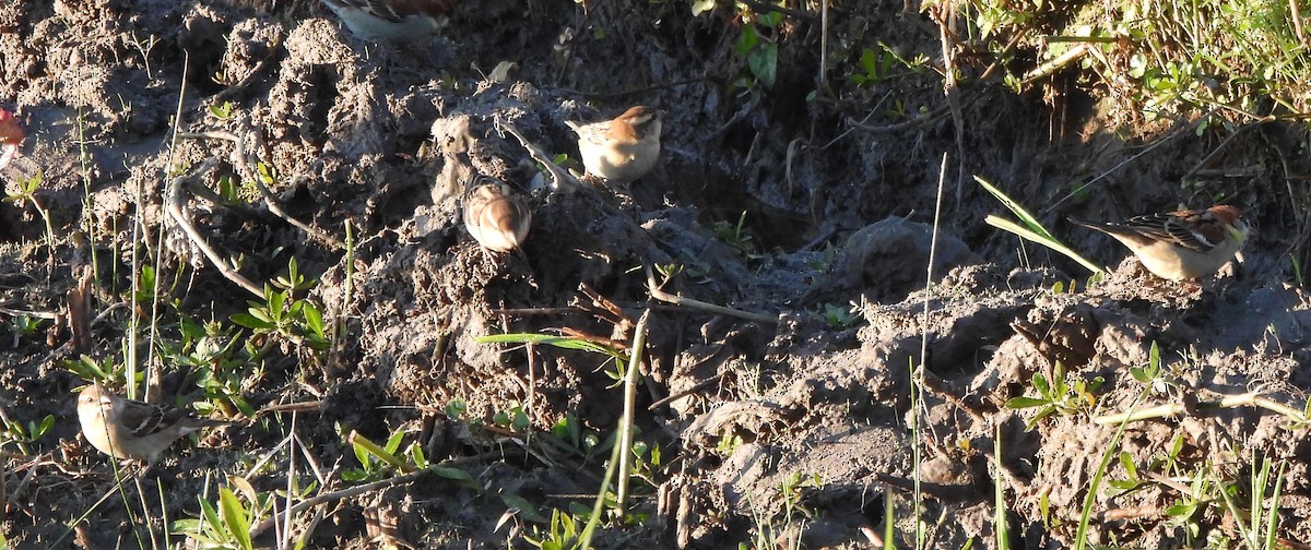 Russet Sparrow - ML646117597