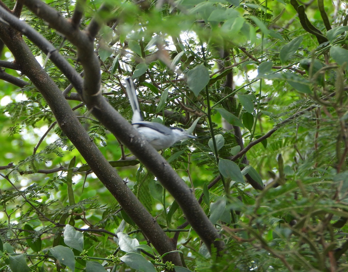 krattmyggsmett - ML646117599