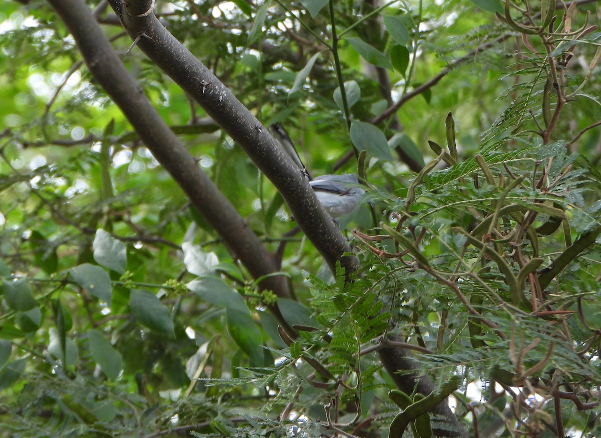 krattmyggsmett - ML646117600