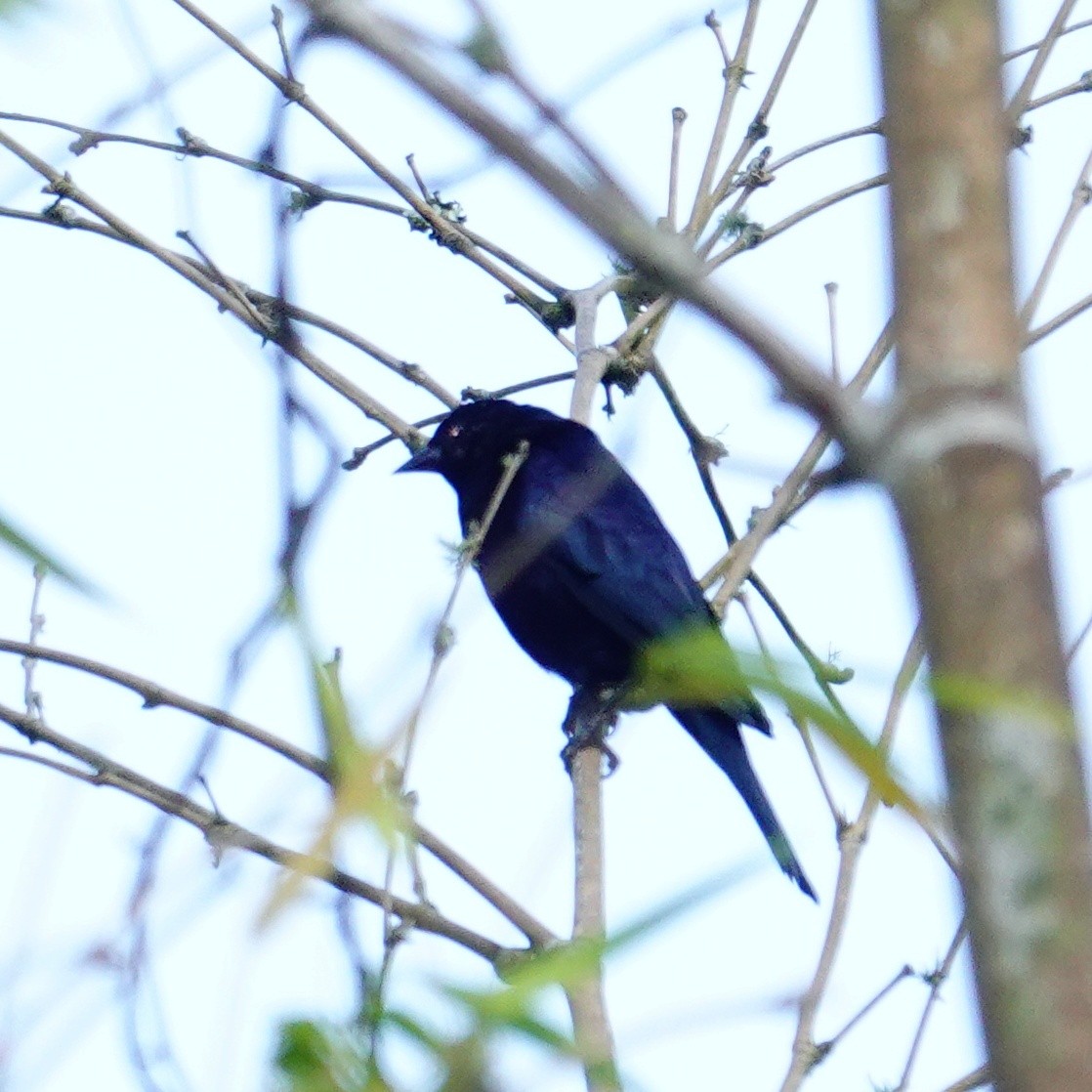 Shiny Cowbird - ML646117601