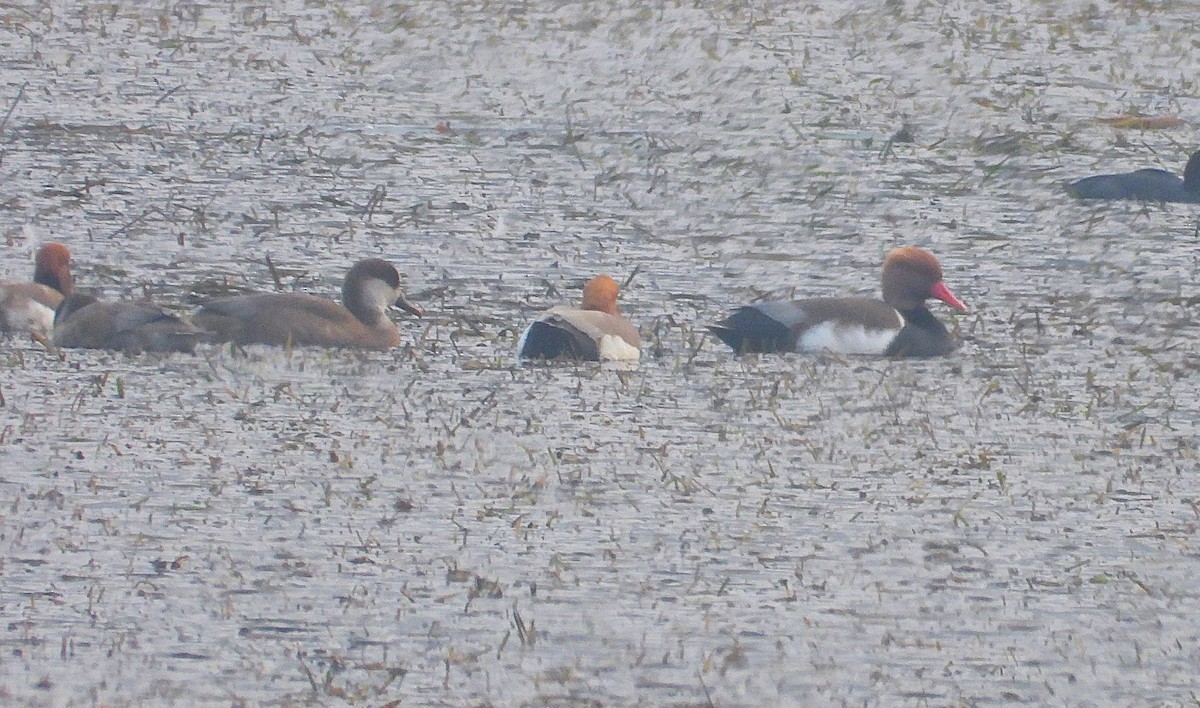 Red-crested Pochard - ML646117606