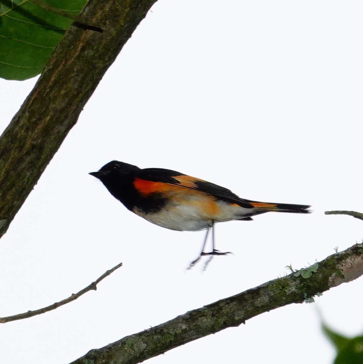 American Redstart - ML646117609