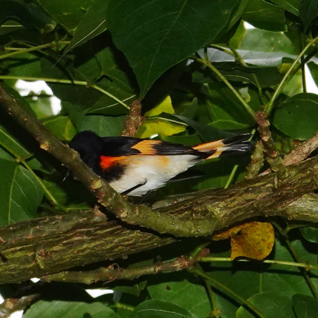 American Redstart - ML646117610