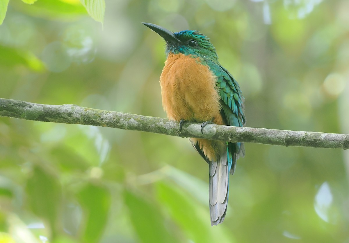 Great Jacamar - ML646117611