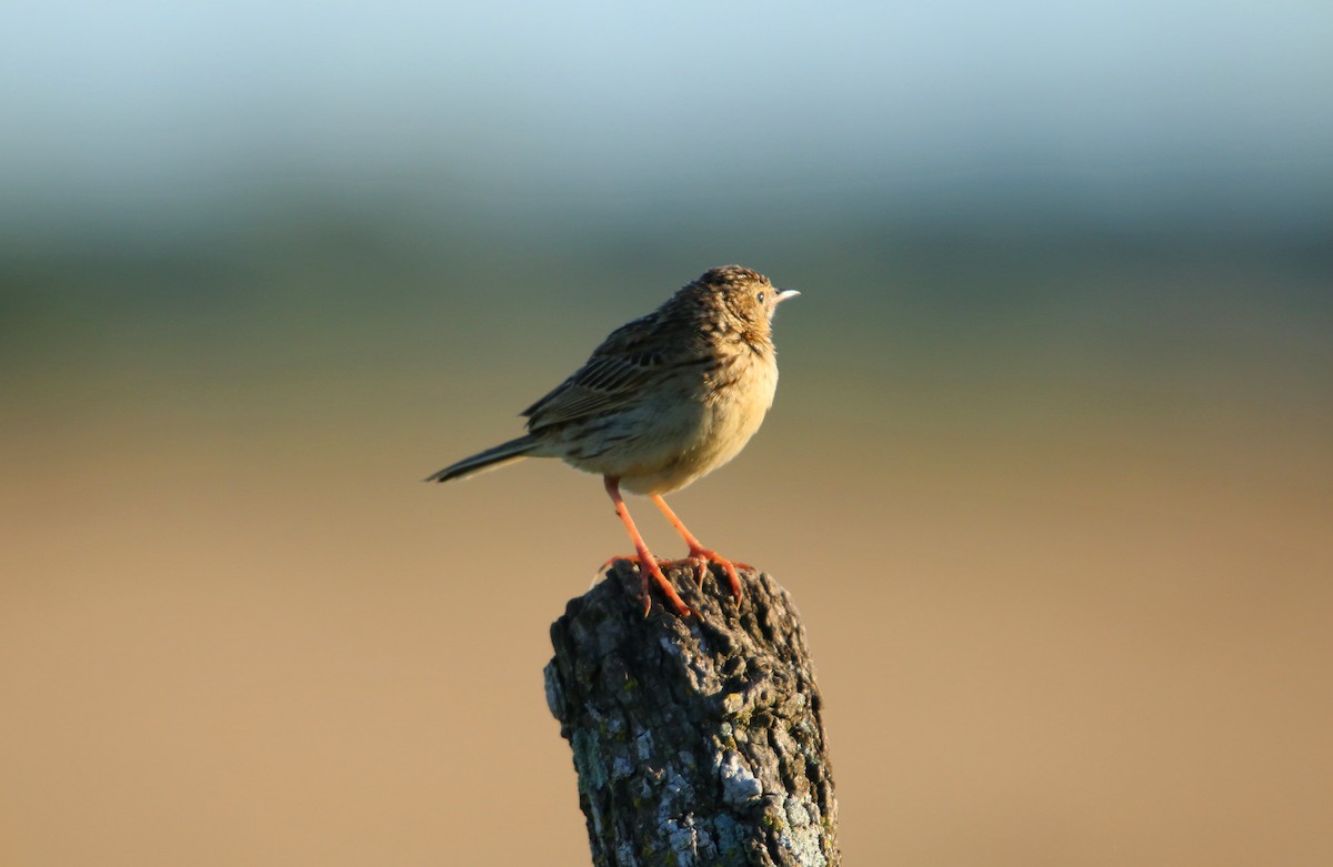 Yellowish Pipit - ML646117613