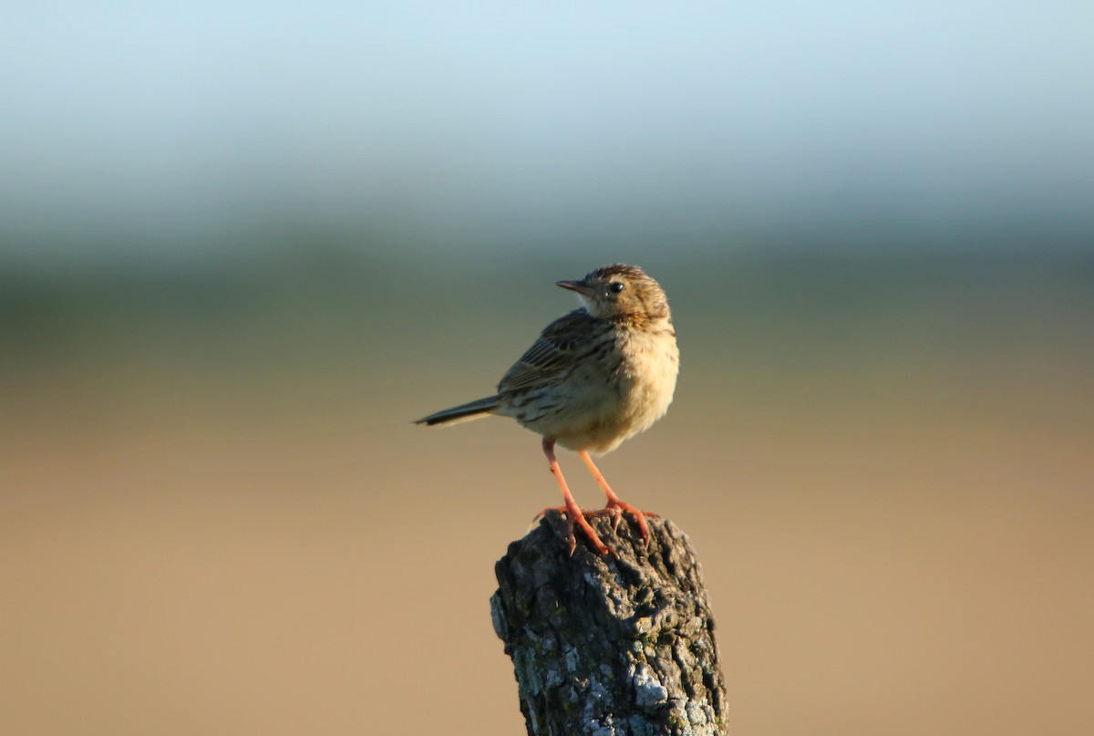 Yellowish Pipit - ML646117614