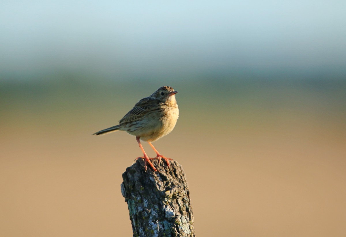 Yellowish Pipit - ML646117615