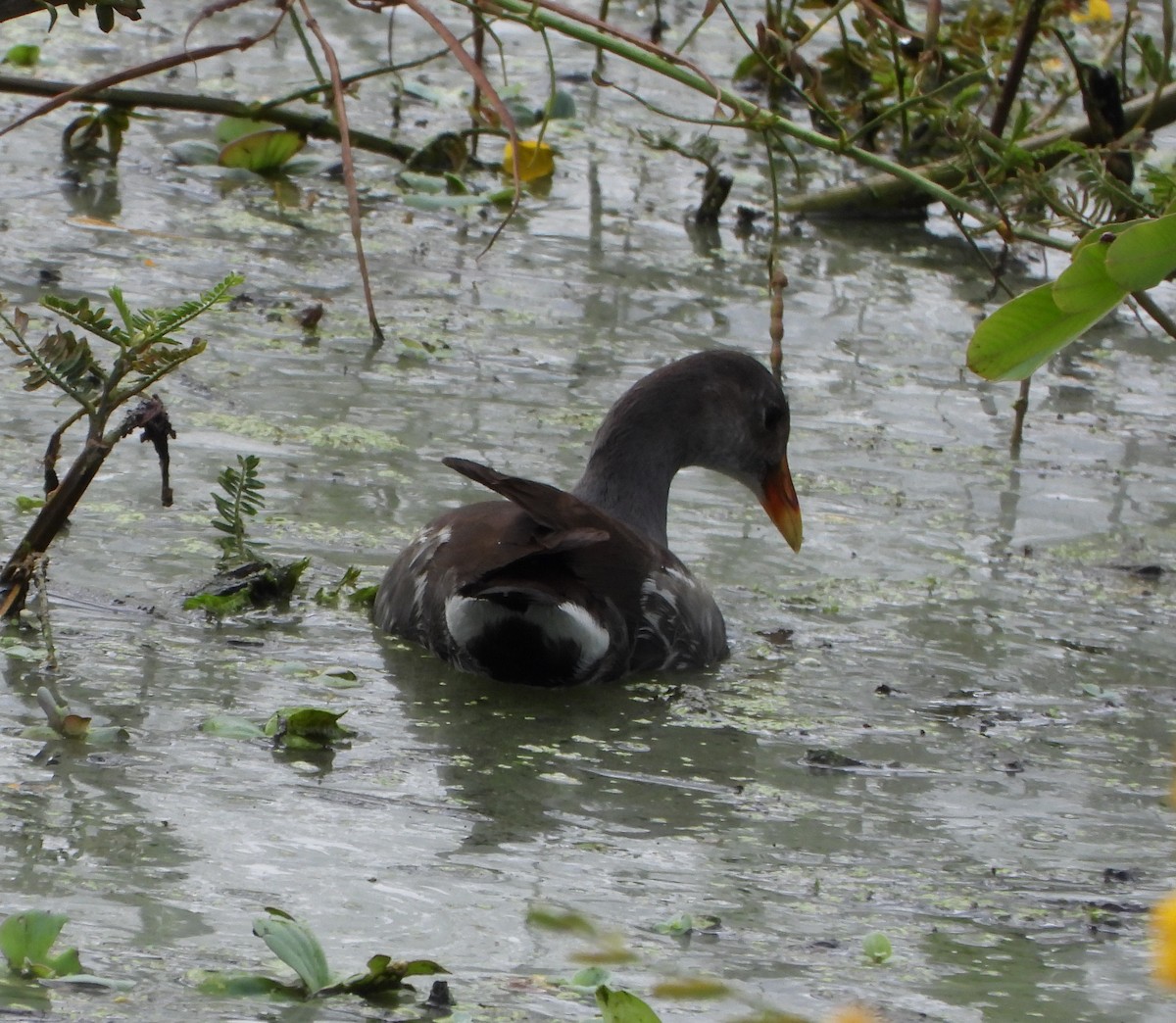 amerikasivhøne - ML646117620