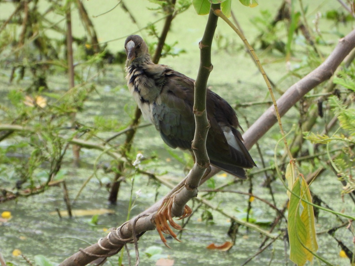 amerikapurpurhøne - ML646117622