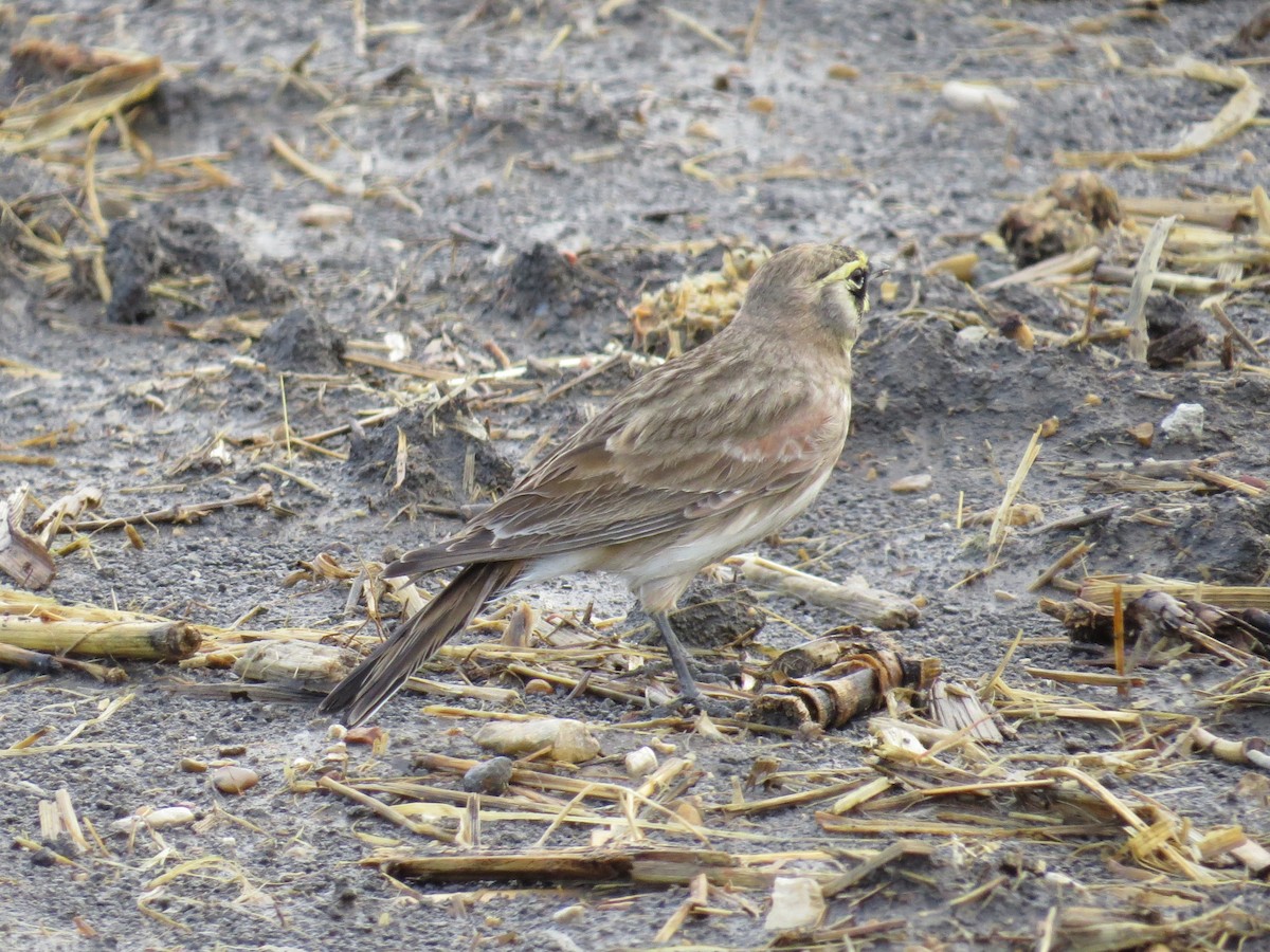 fjellerke - ML646117626