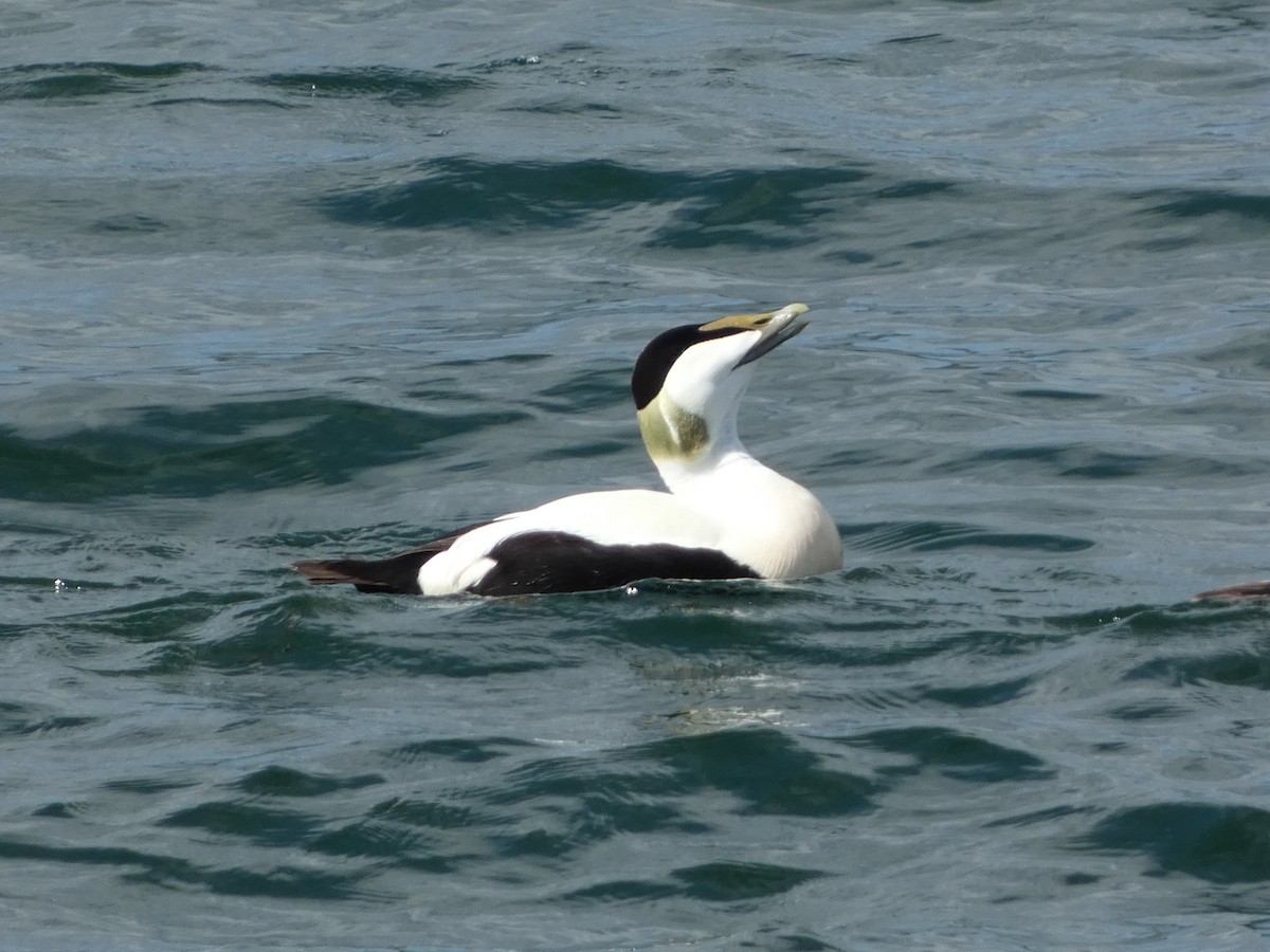 ærfugl - ML646117627