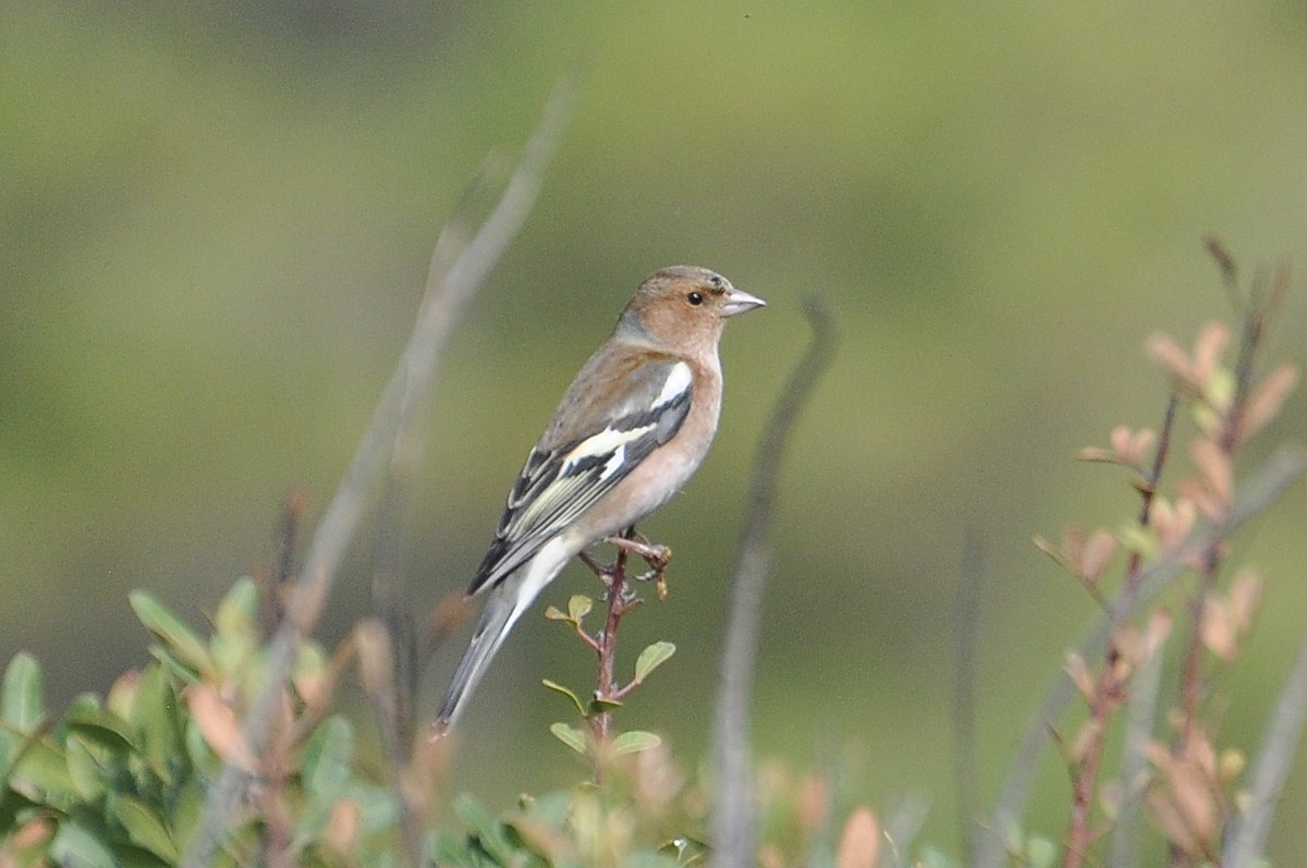 bokfink - ML646117628