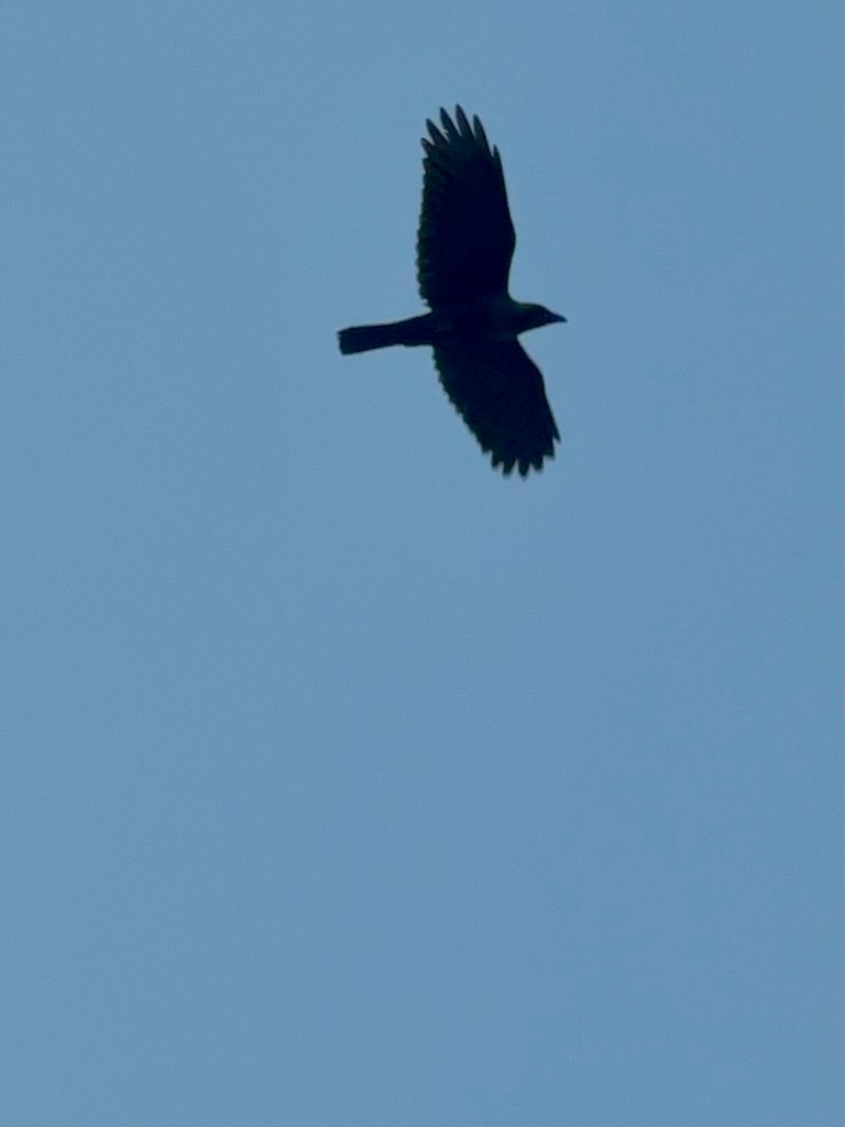 huskråke - ML646117630