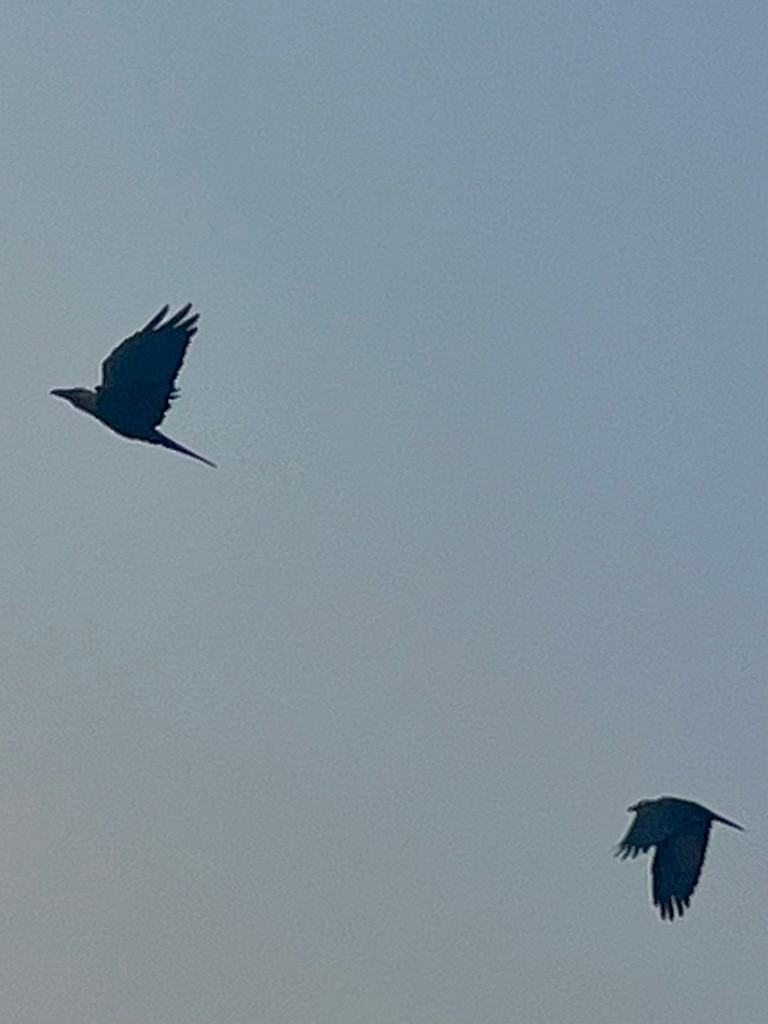 huskråke - ML646117631