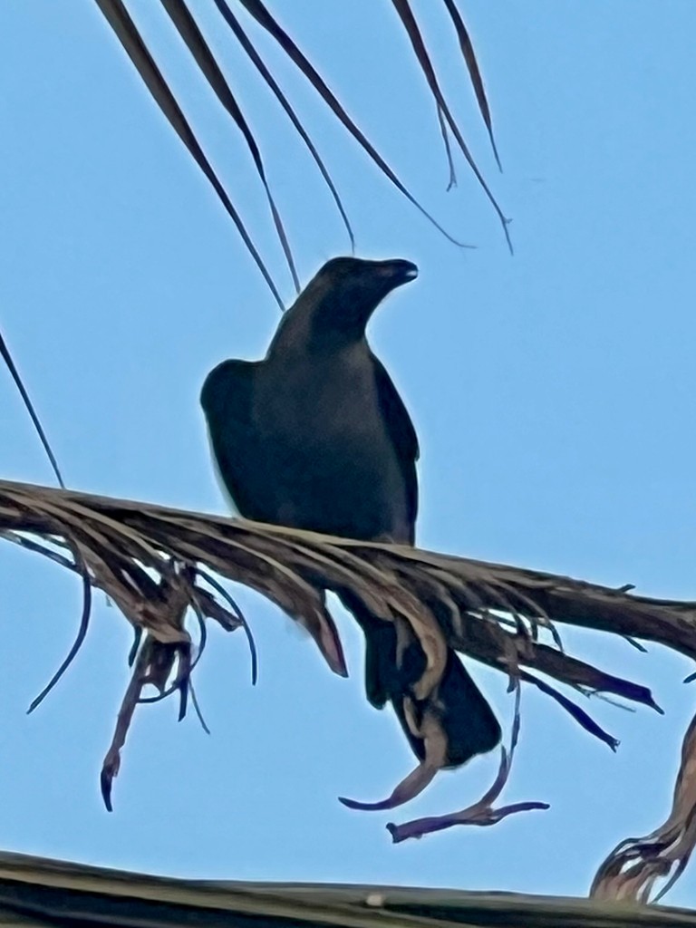 huskråke - ML646117633