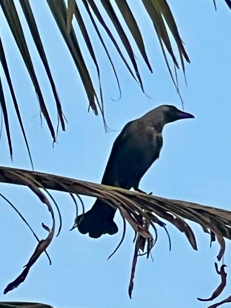 huskråke - ML646117634