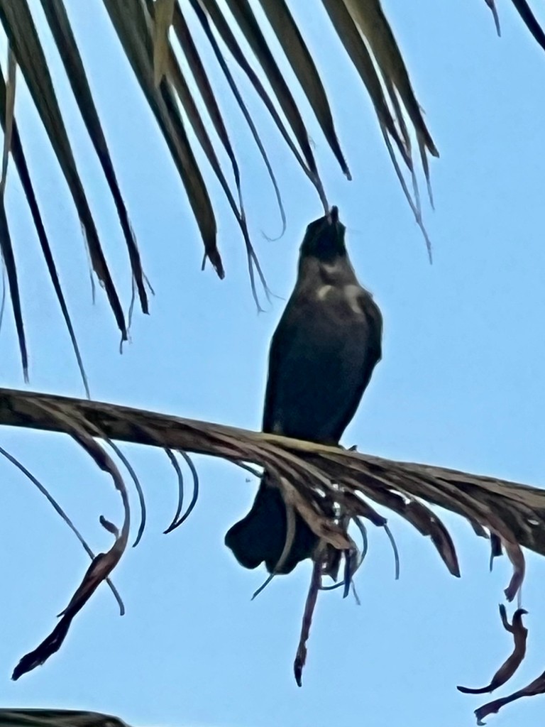 huskråke - ML646117635