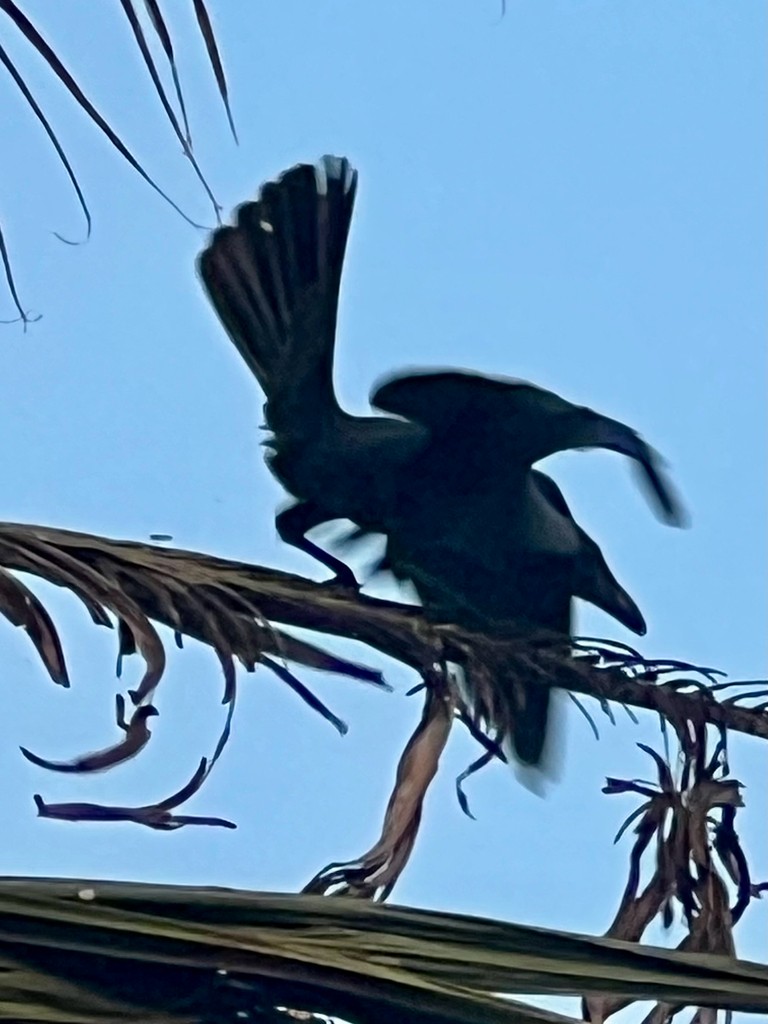 huskråke - ML646117636