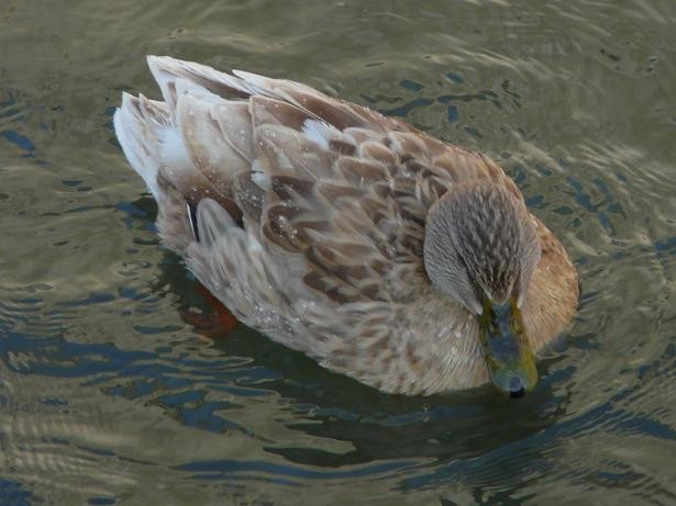 stokkand - ML646117637