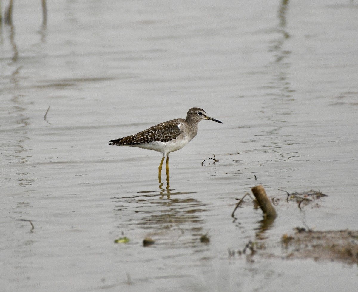 vodouš bahenní - ML646117639