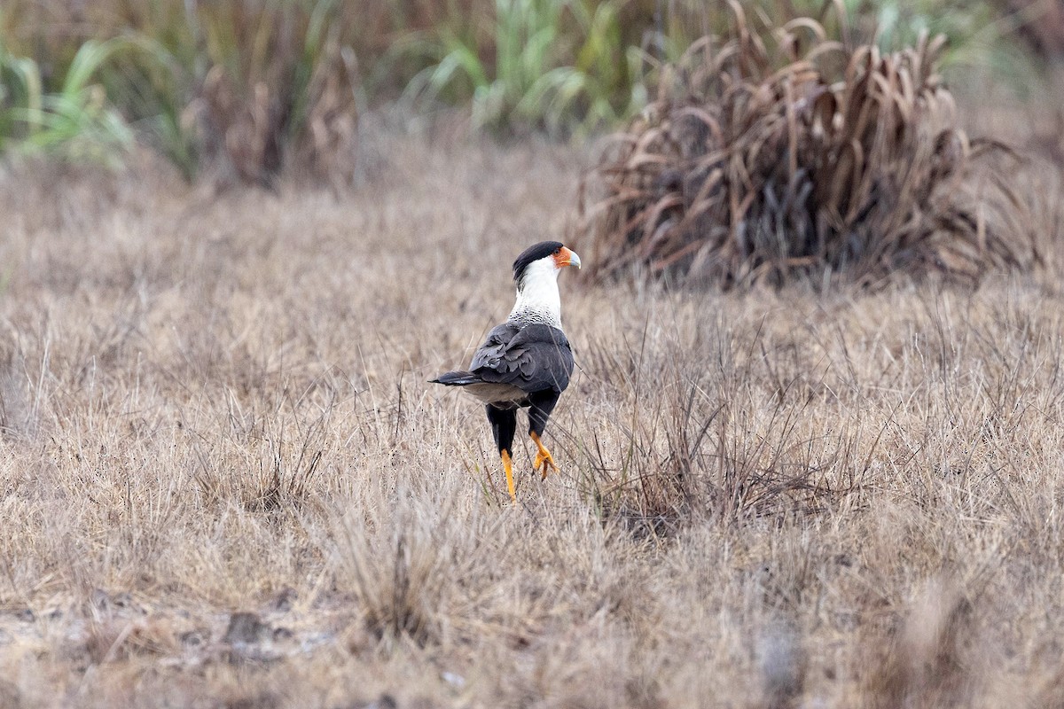 gribbkarakara (cheriway) - ML646117640