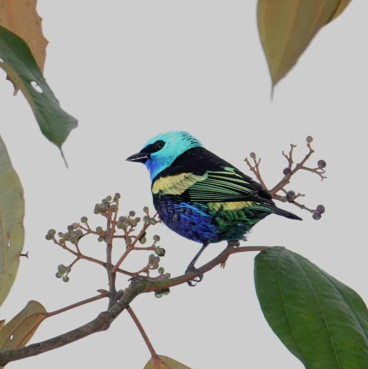 blåhodetanagar - ML646117641