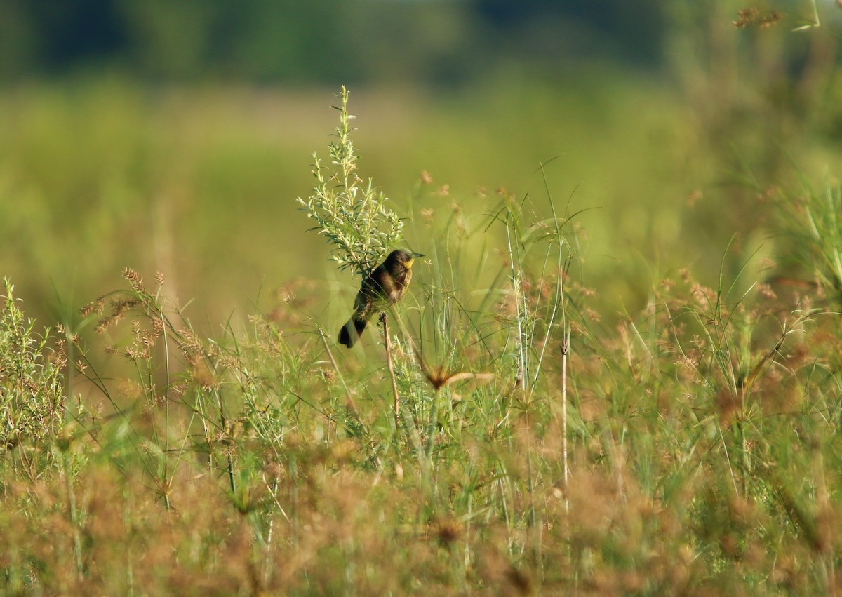 sumptrupial - ML646117642