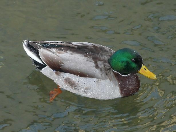 stokkand - ML646117643