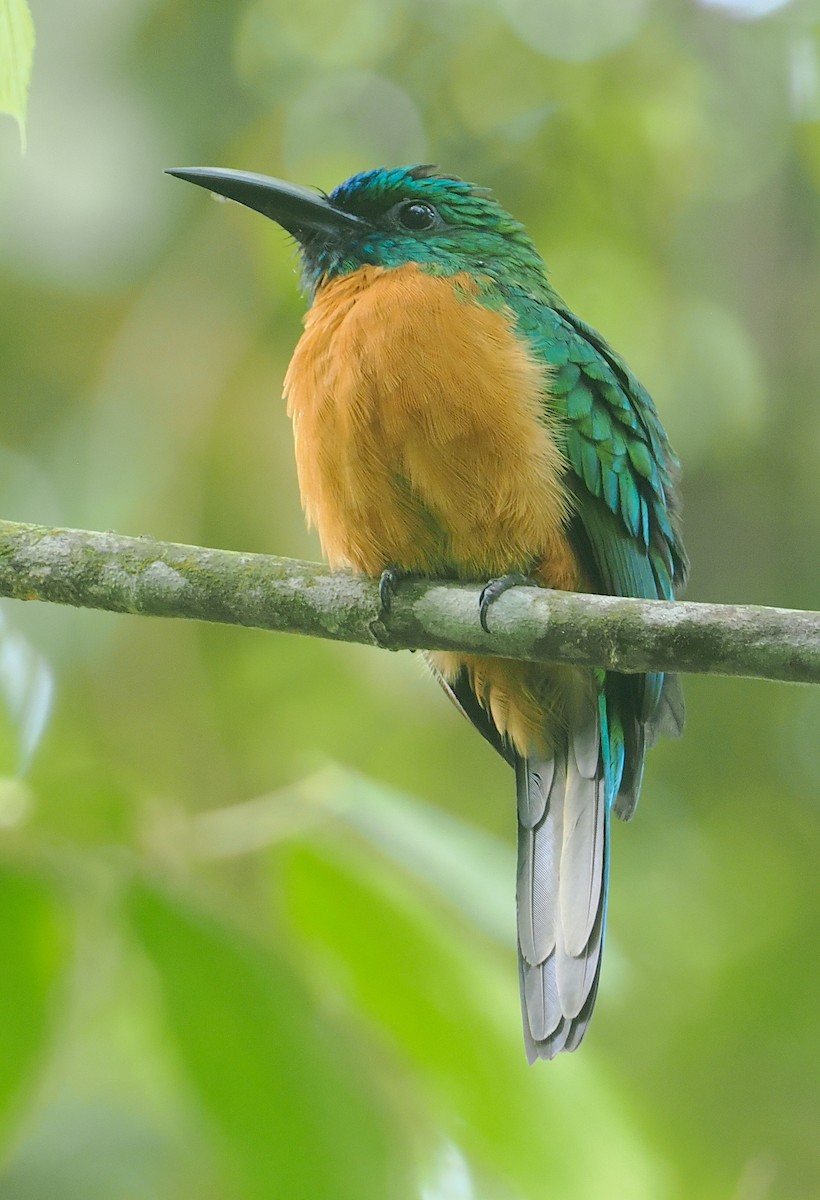 Great Jacamar - ML646117644