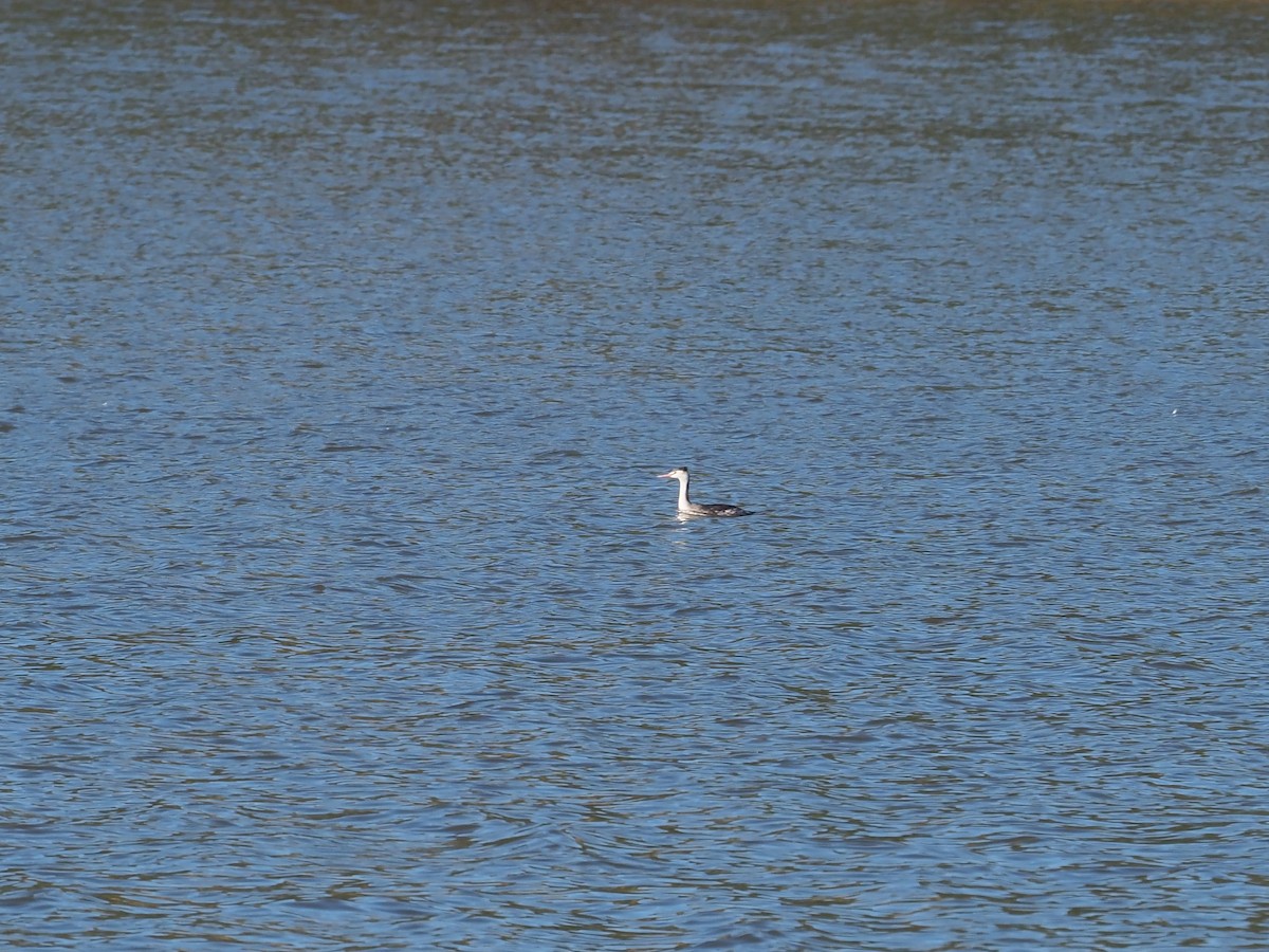 toppdykker - ML646117645