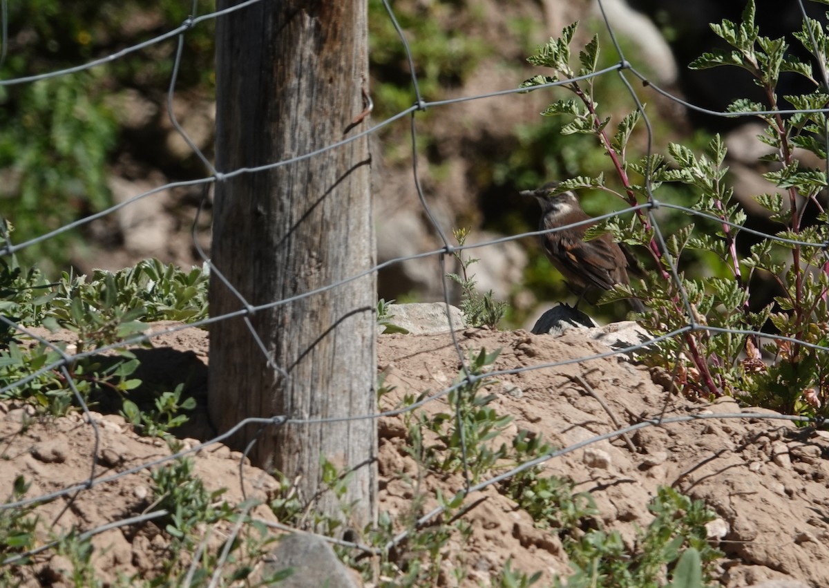 kortnebbergkall - ML646117646