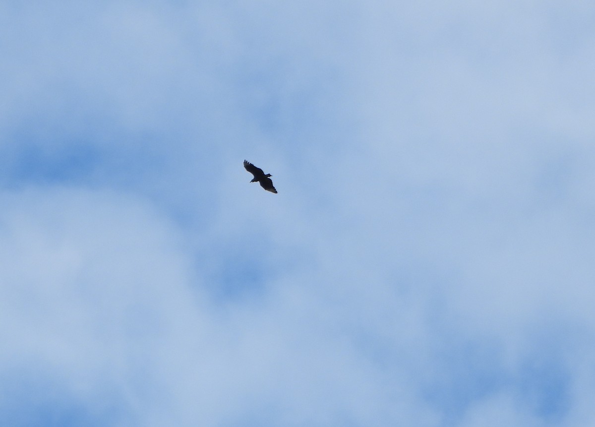 svartkondor - ML646117647