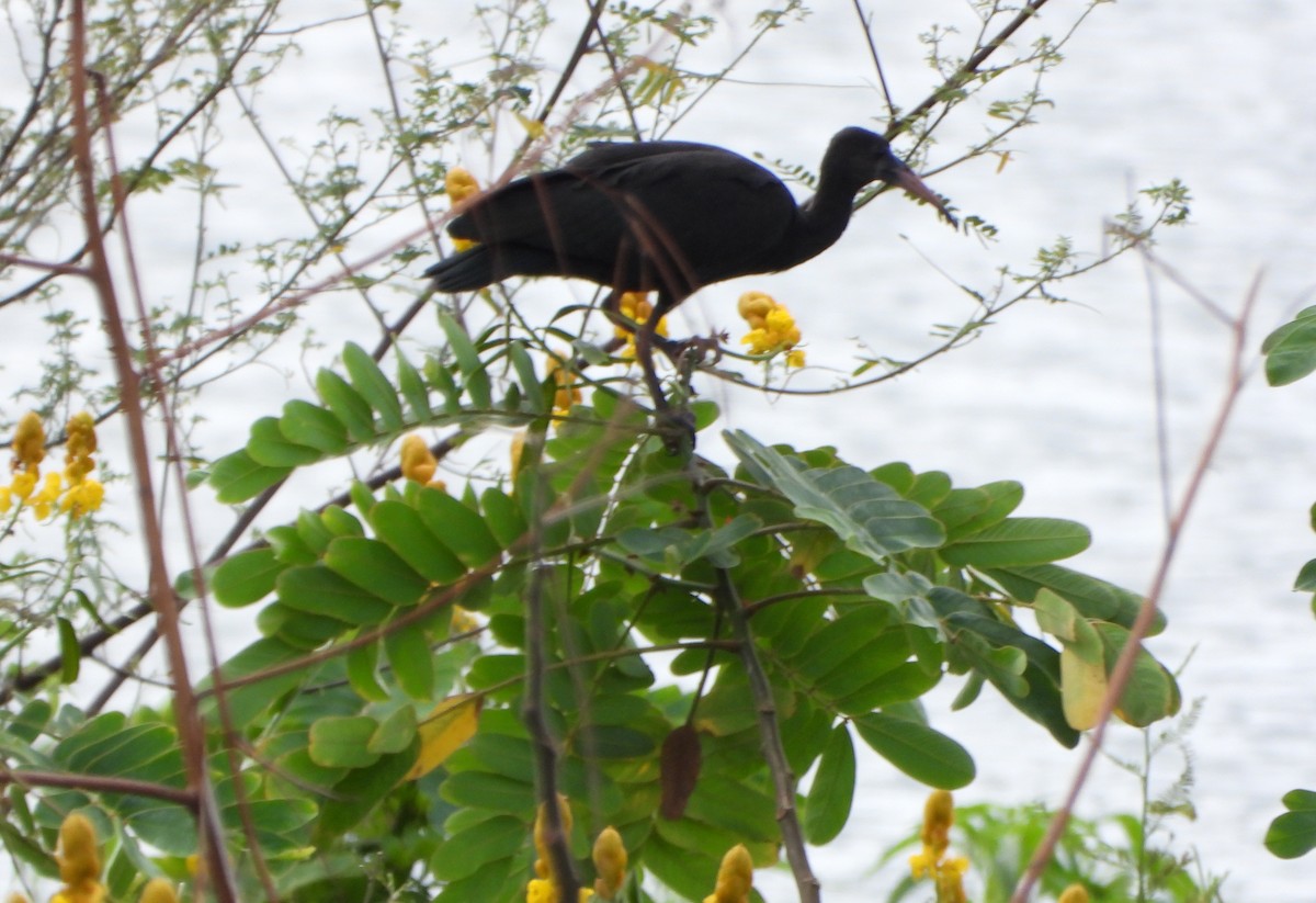 svartkondor - ML646117648