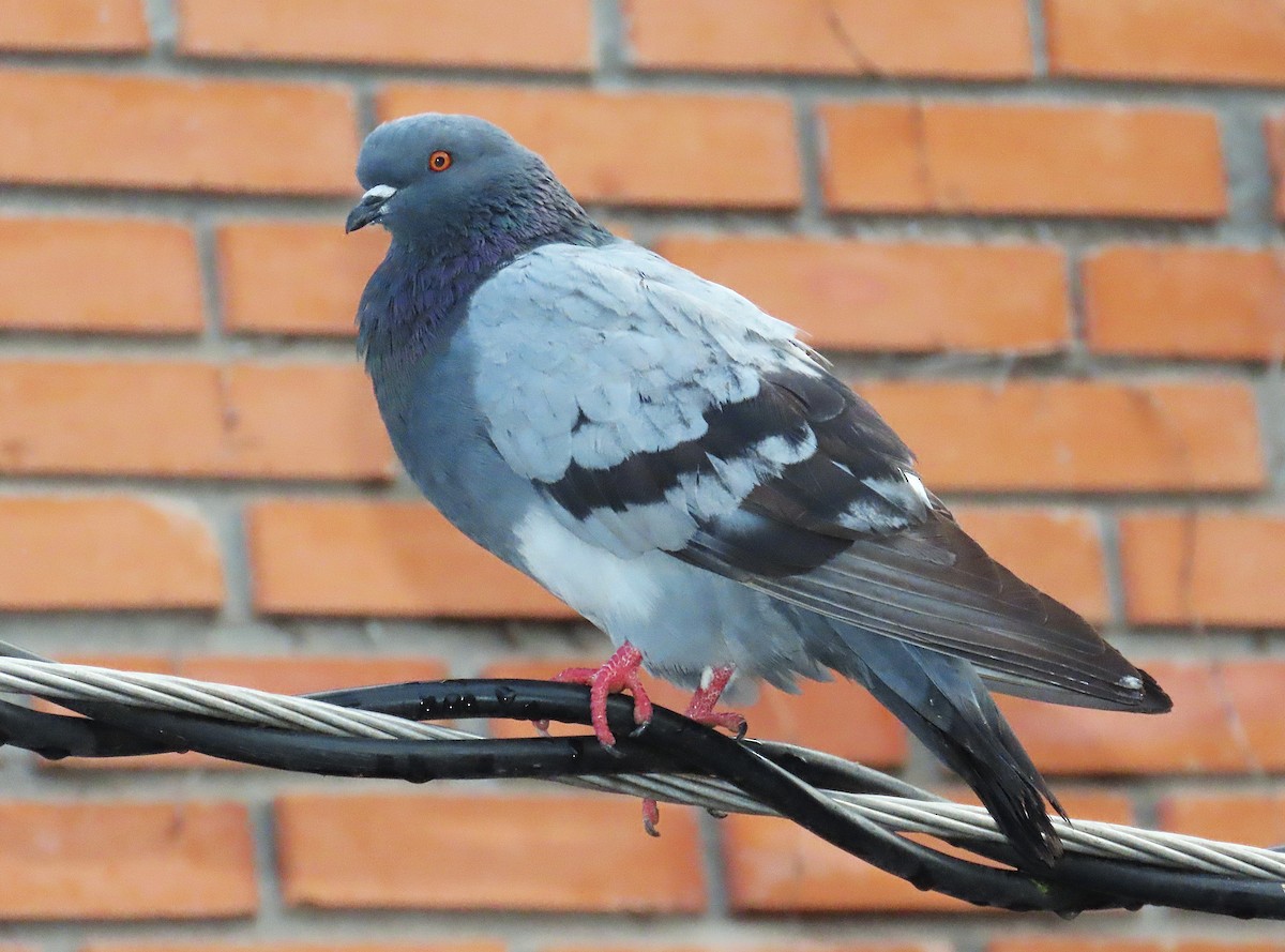 カワラバト（ドバト、家畜型） - ML646117652