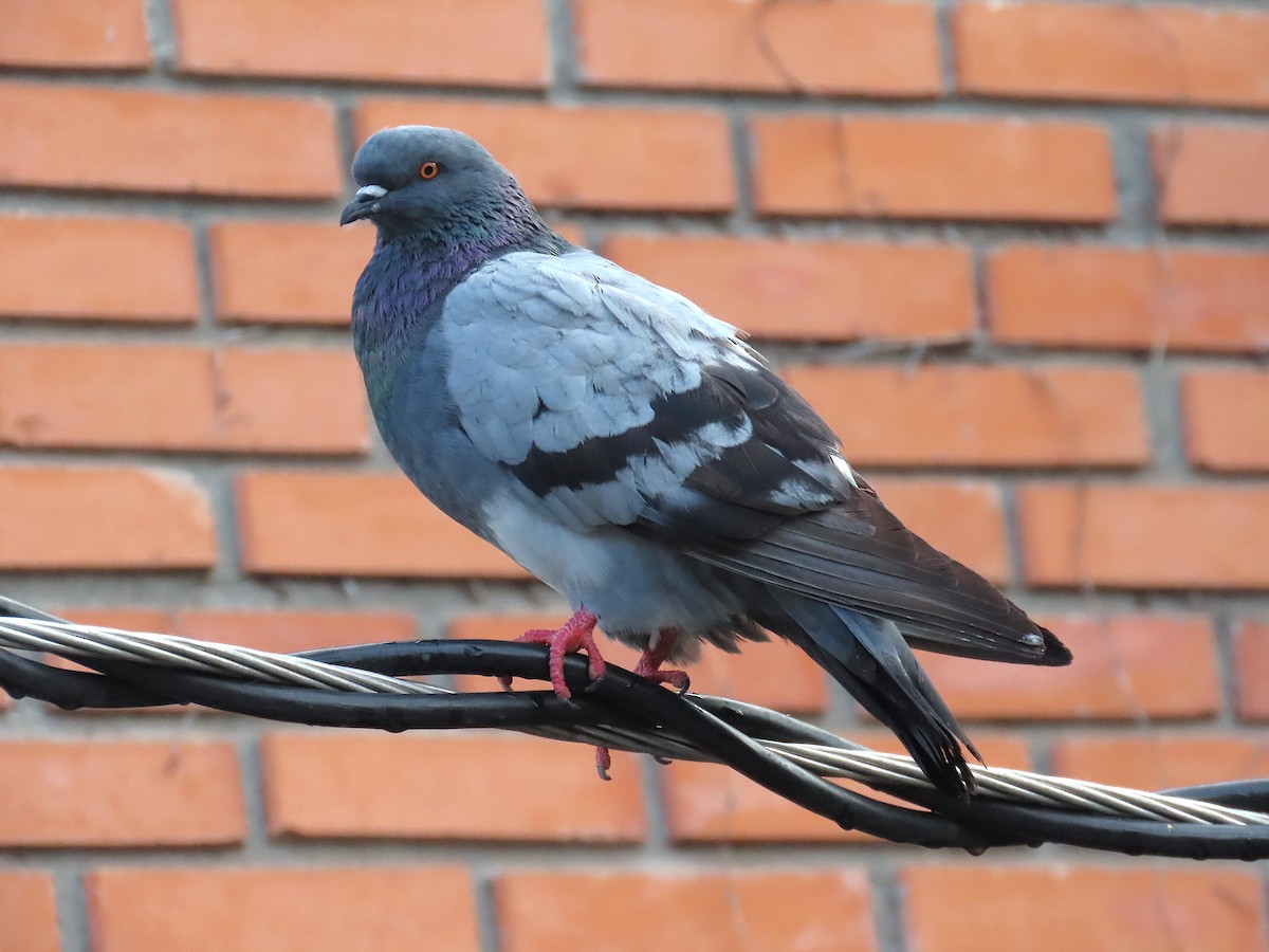 カワラバト（ドバト、家畜型） - ML646117653